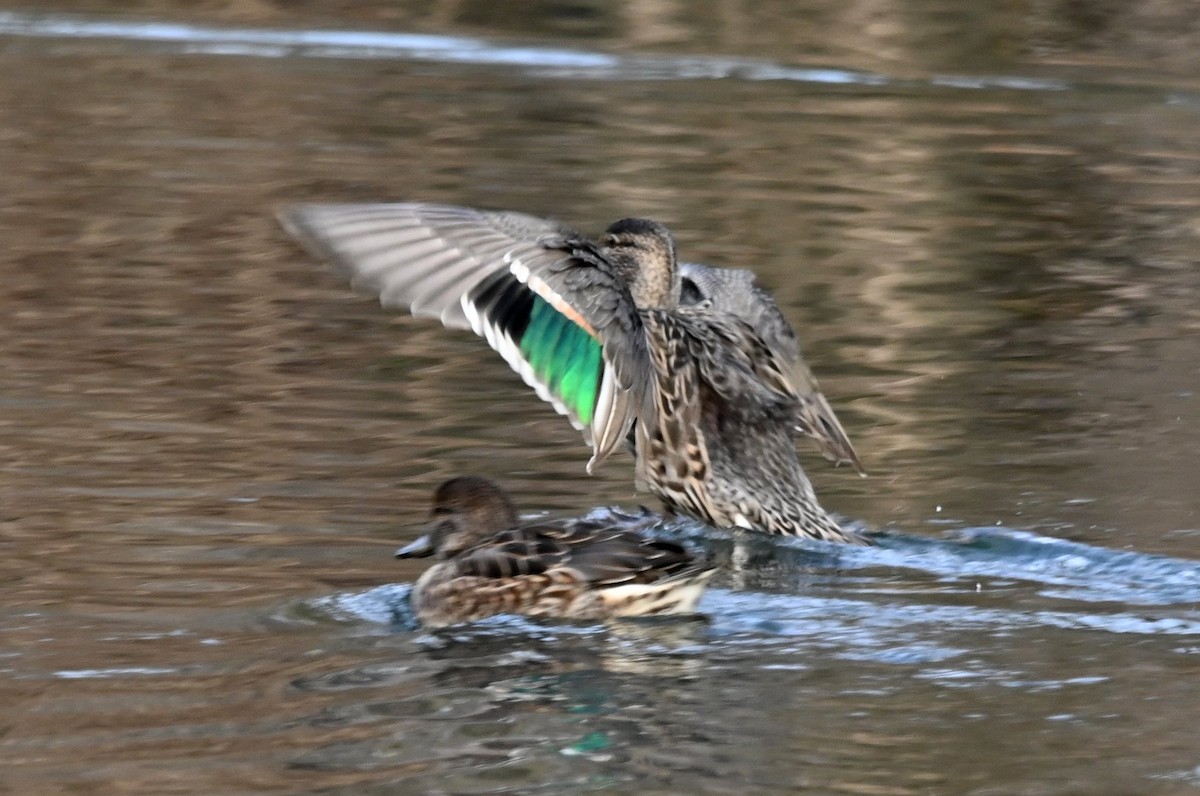 Green-winged Teal - ML646656676