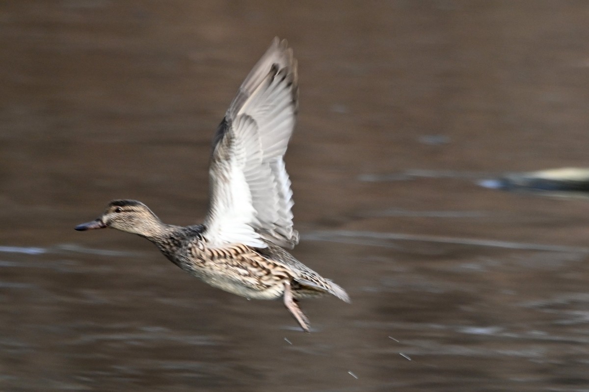 Green-winged Teal - ML646656677