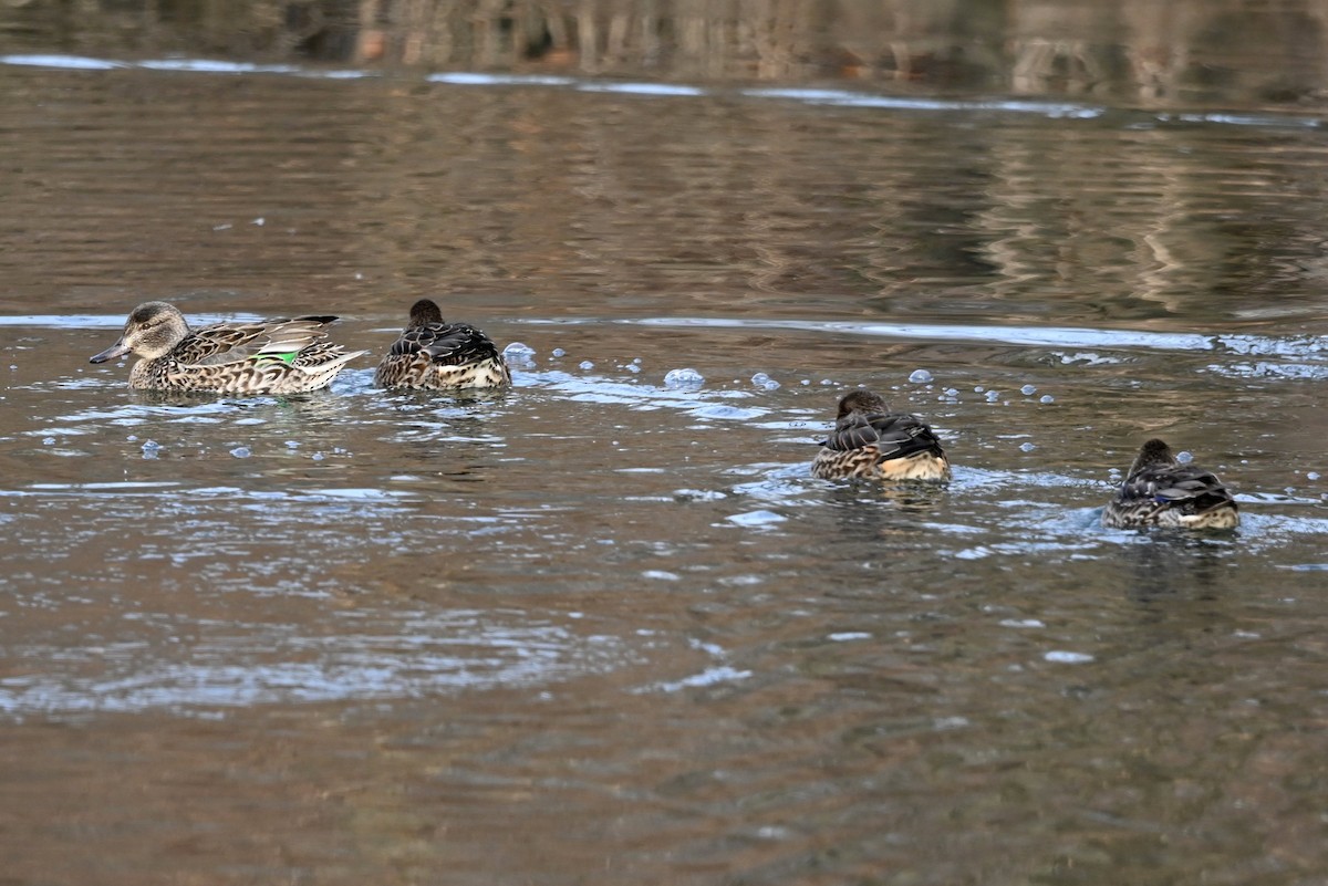 Green-winged Teal - ML646656678