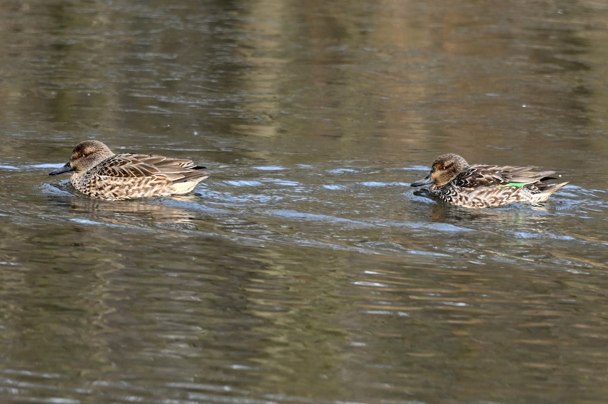 Green-winged Teal - ML646656679