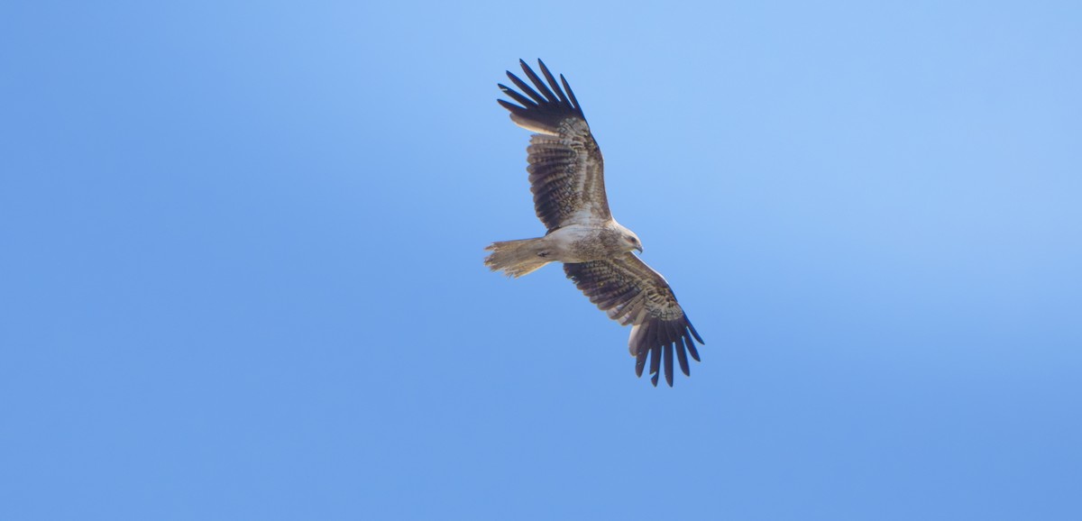 Whistling Kite - ML646656680