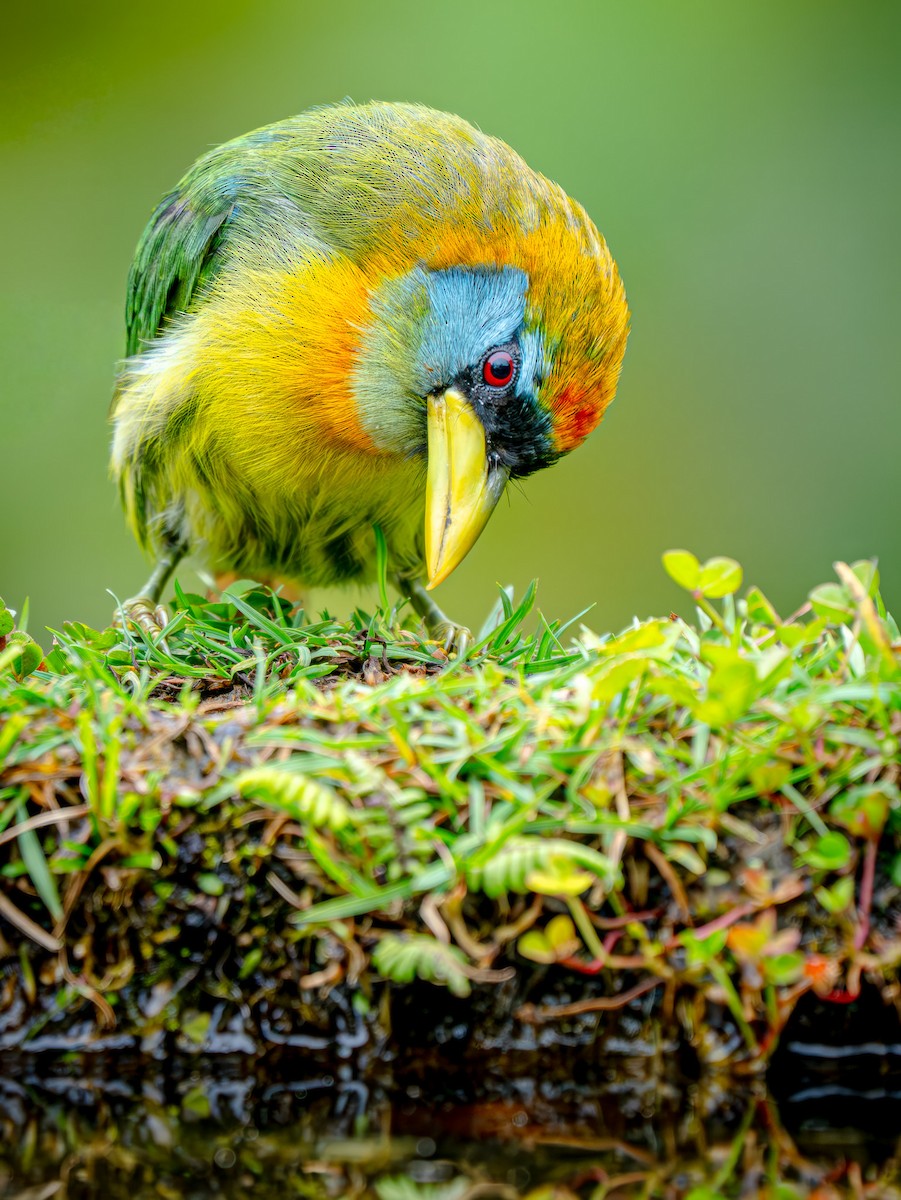 Red-headed Barbet - ML646656681