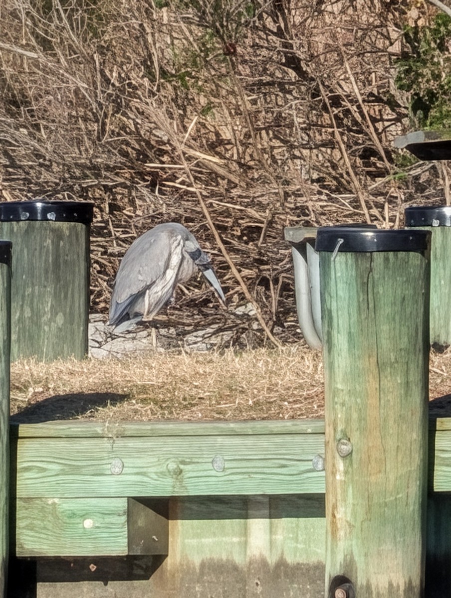 Great Blue Heron - ML646656683