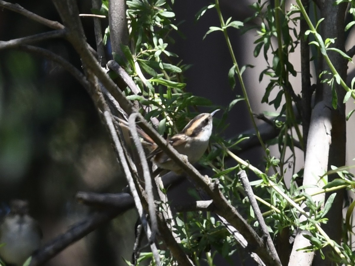 Thorn-tailed Rayadito - ML646656687