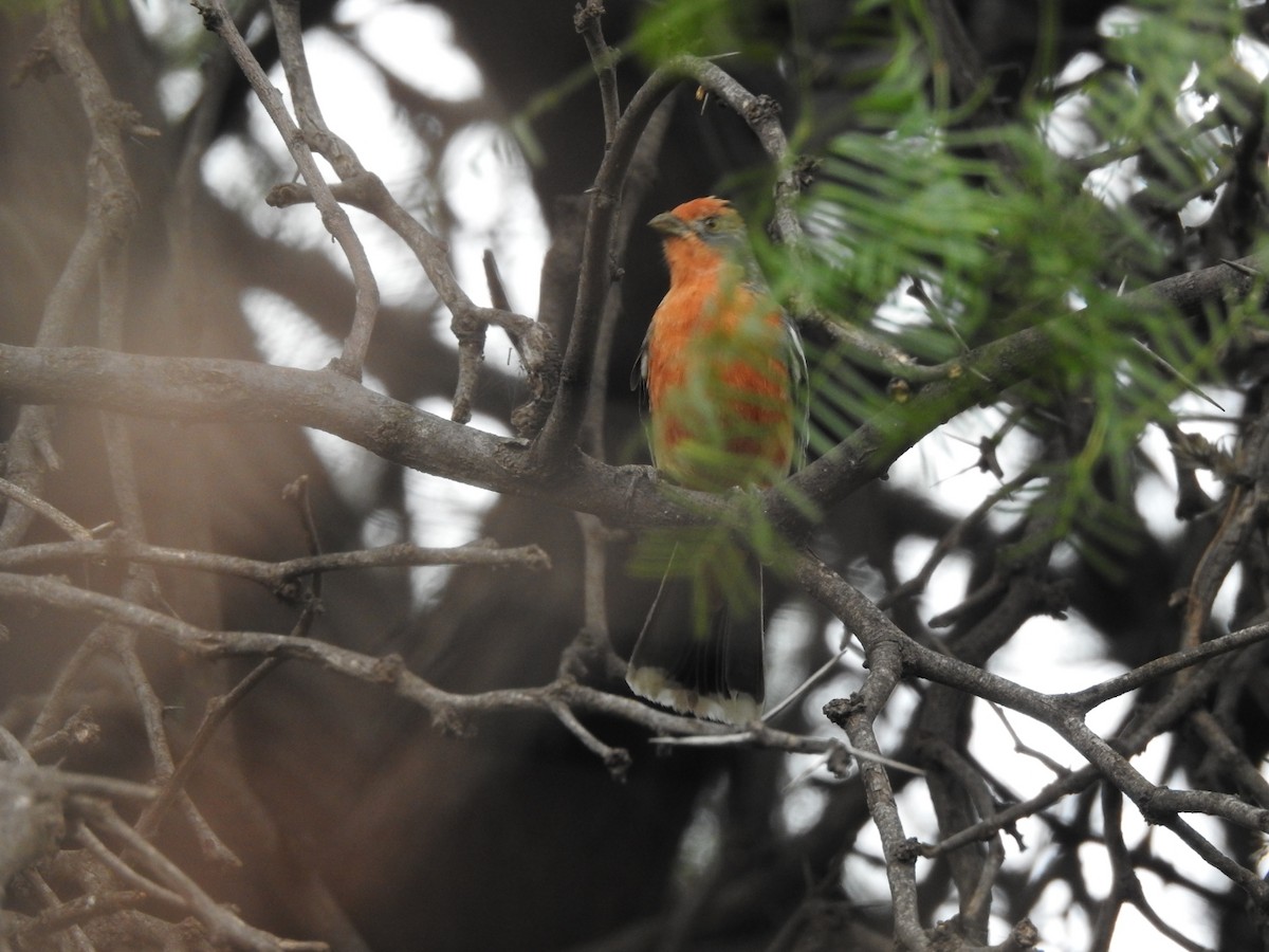 Рара червоновола - ML646656689