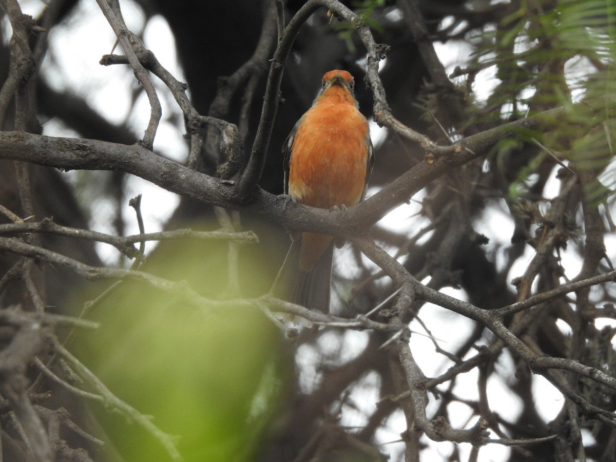 Рара червоновола - ML646656690