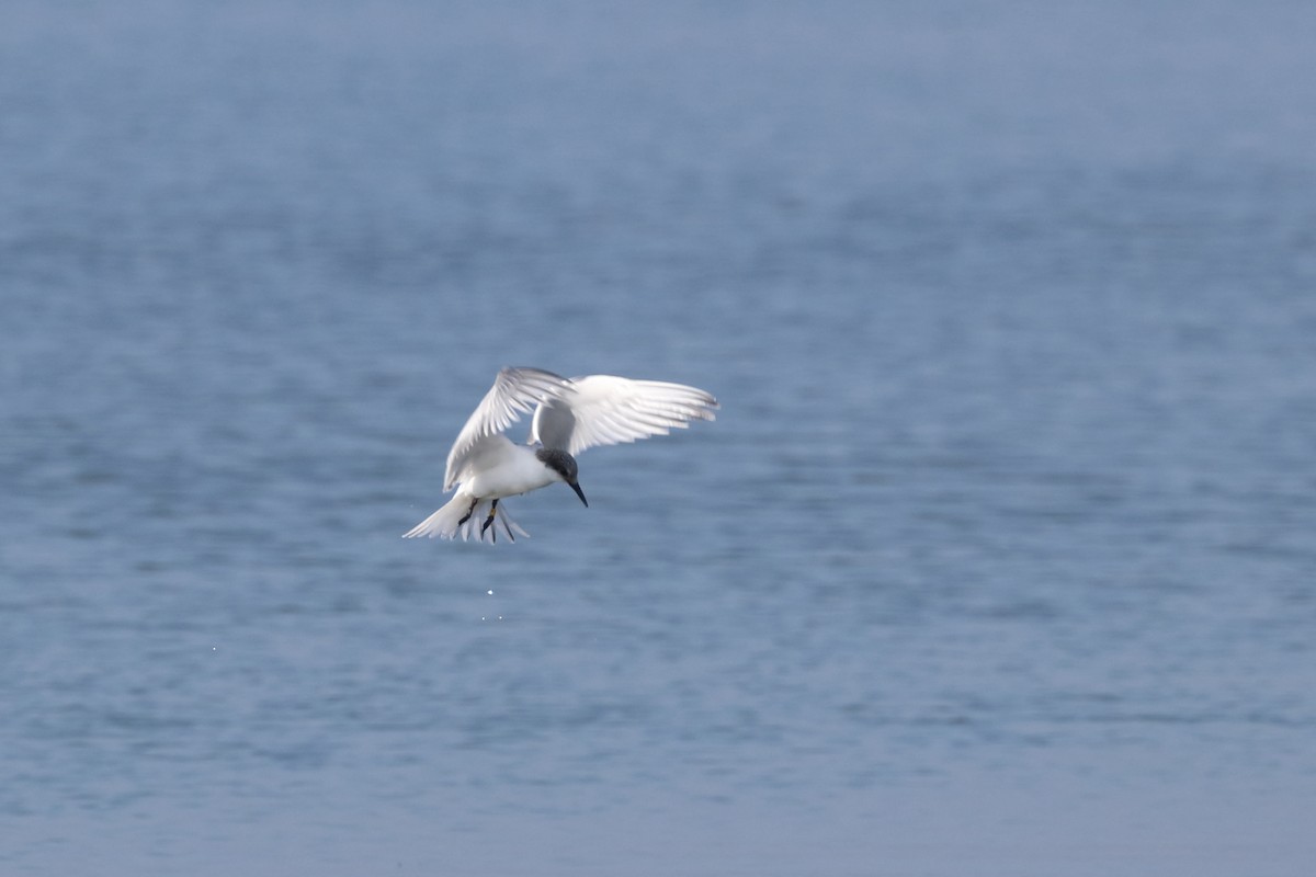 Sterna di Dougall - ML646656691