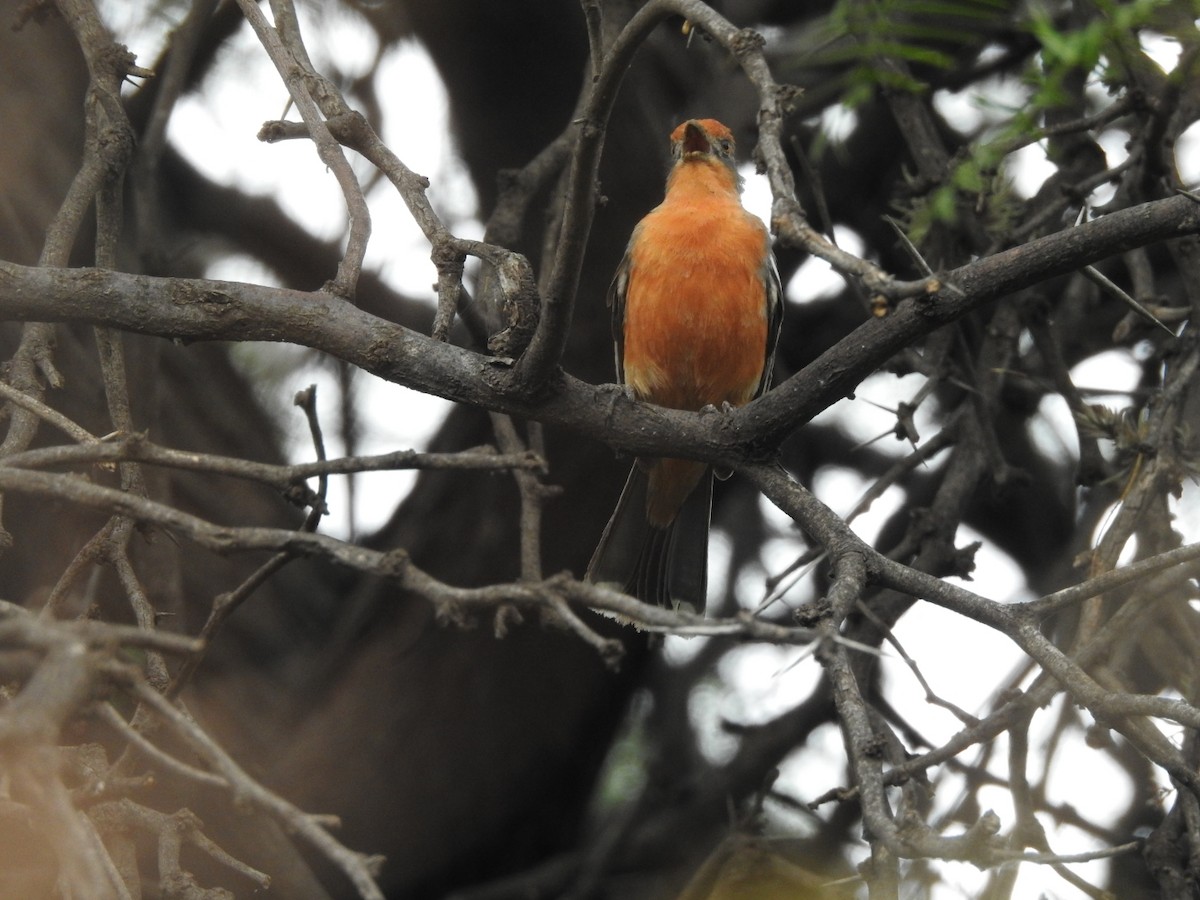 Рара червоновола - ML646656692