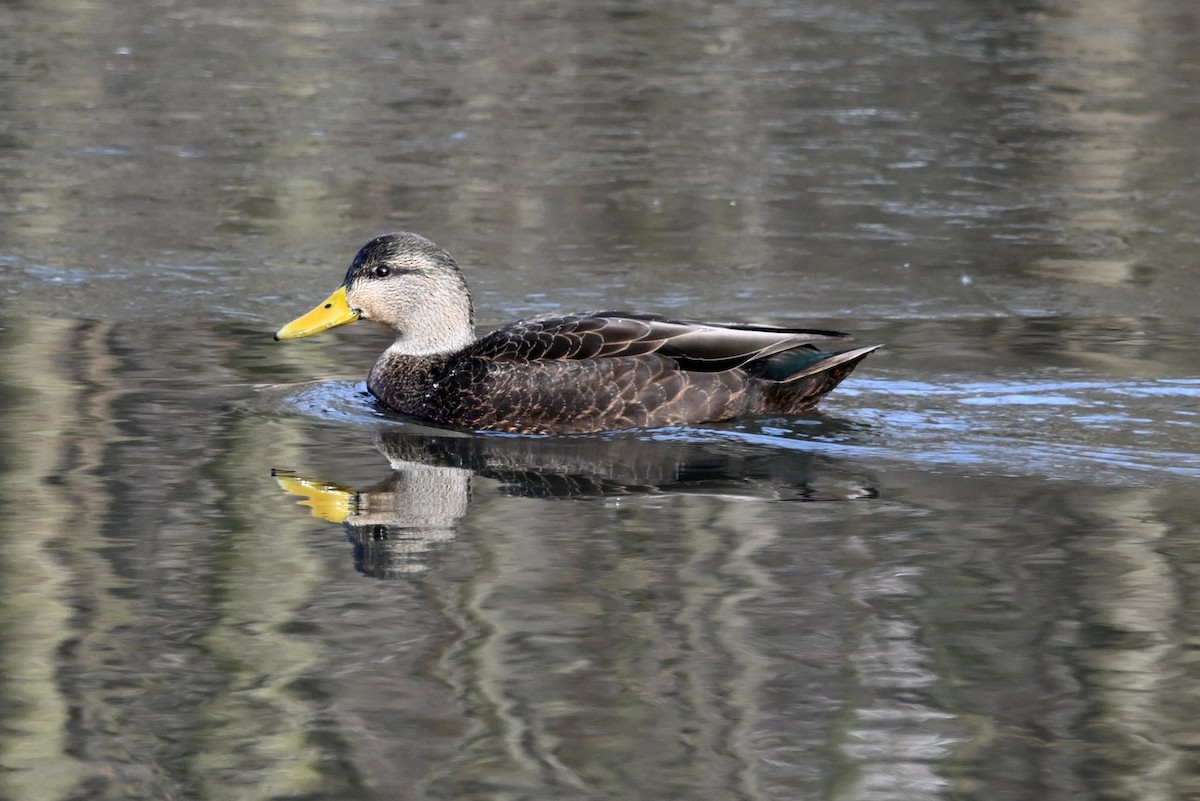 American Black Duck - ML646656694