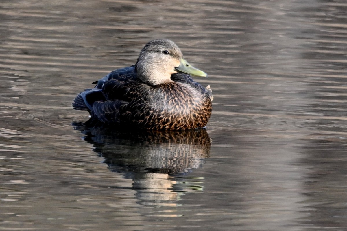 American Black Duck - ML646656695