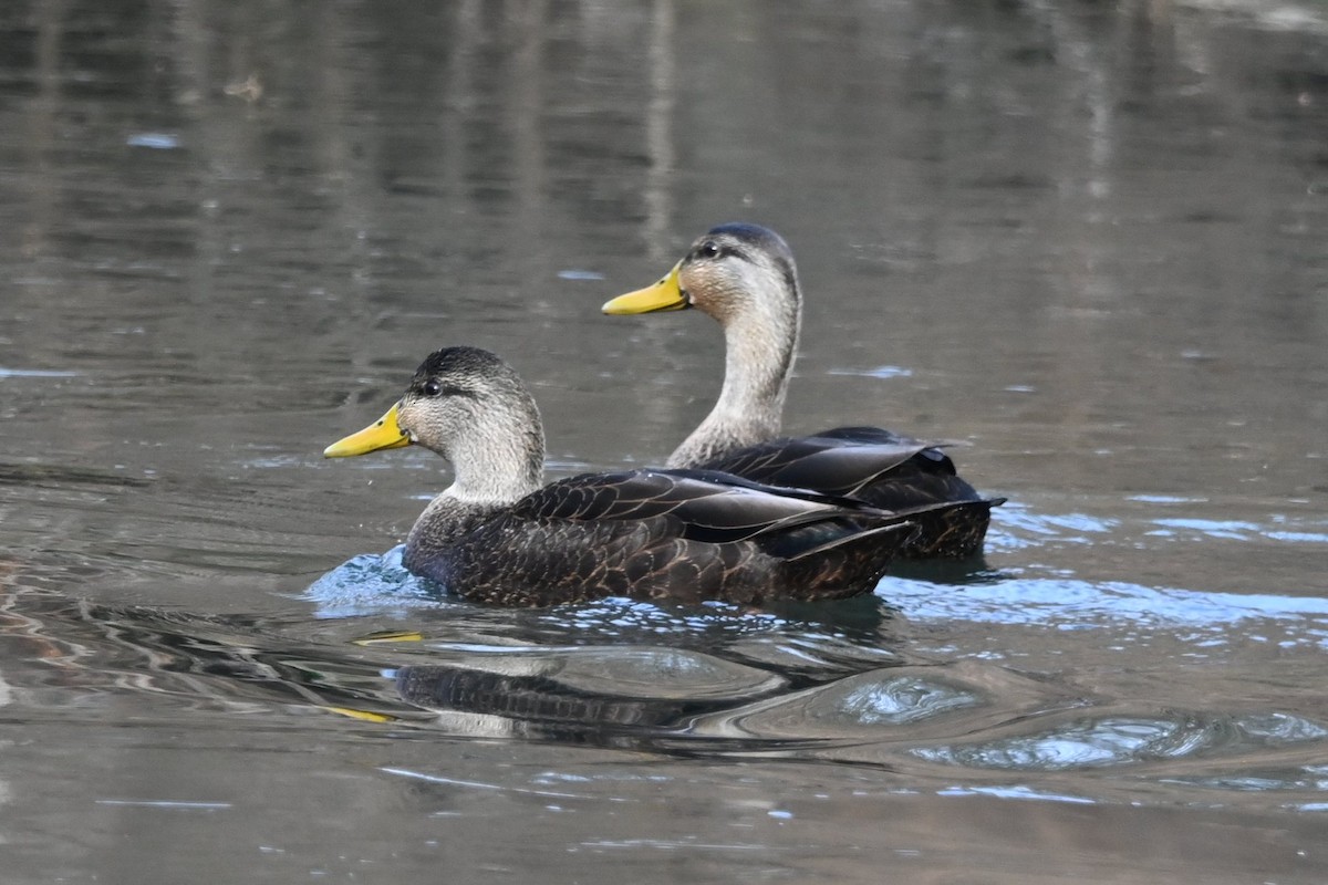 American Black Duck - ML646656696