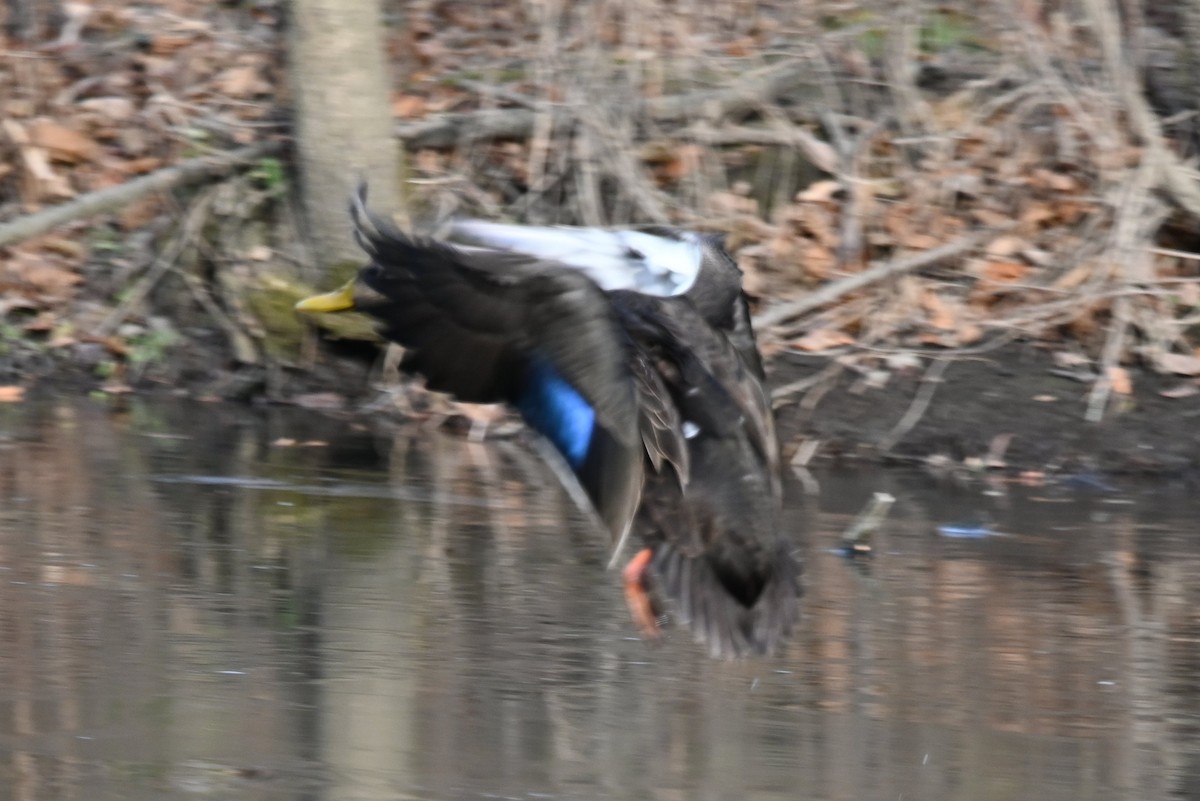 American Black Duck - ML646656697