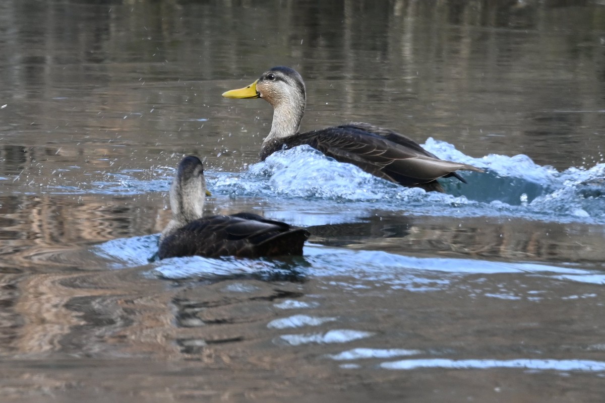American Black Duck - ML646656698