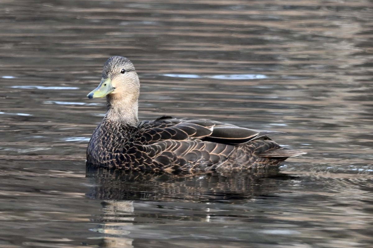 American Black Duck - ML646656699