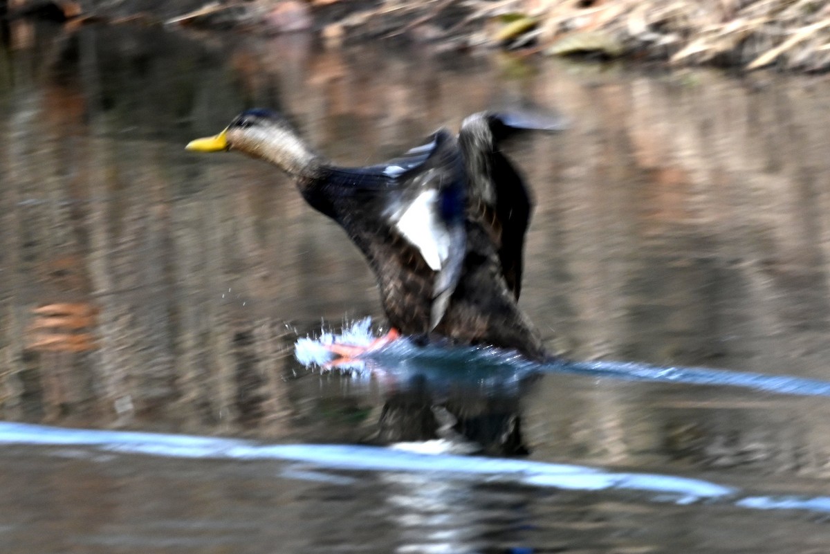 American Black Duck - ML646656700