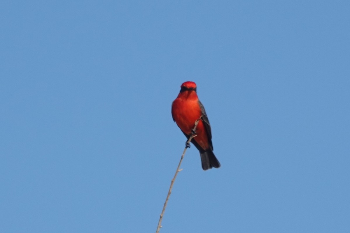 Vermilion Flycatcher - ML646656702