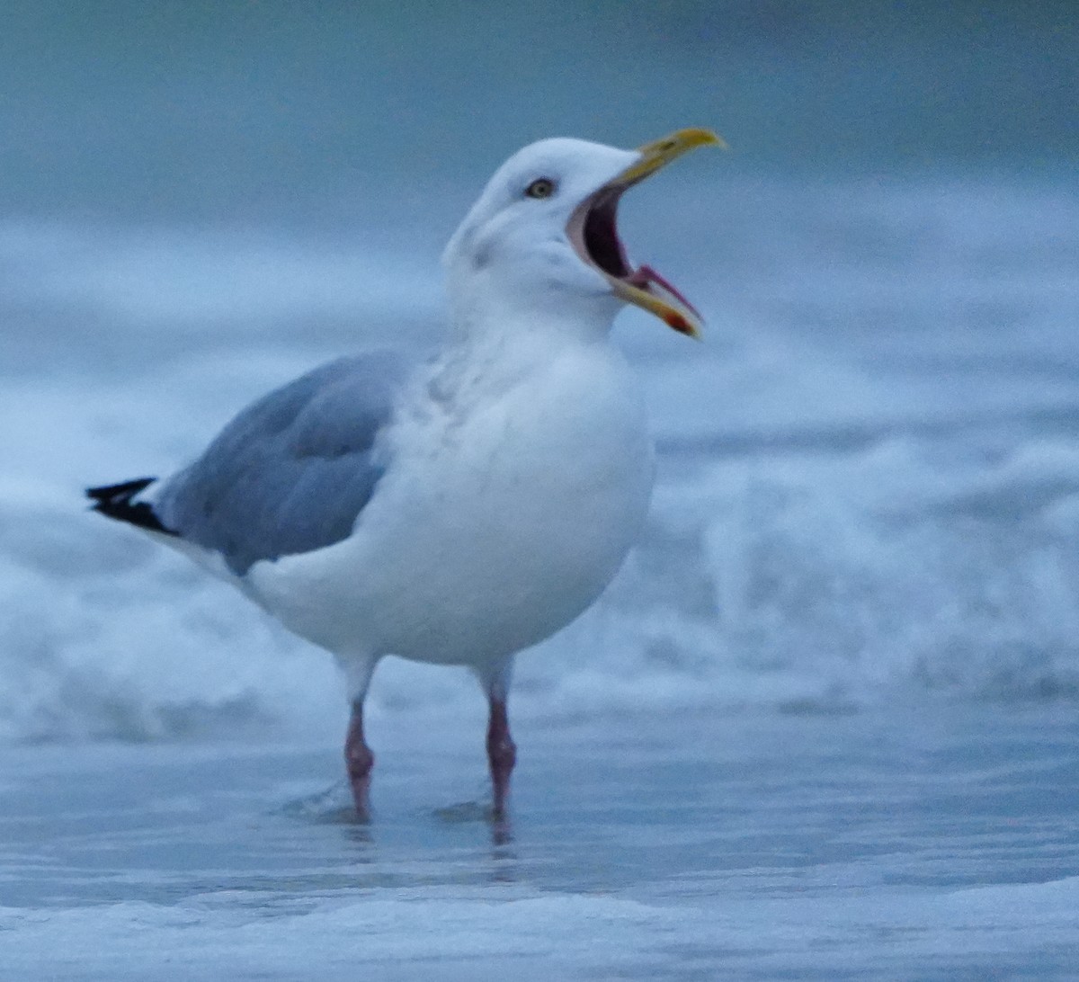 Kaio hauskara amerikarra - ML646656704