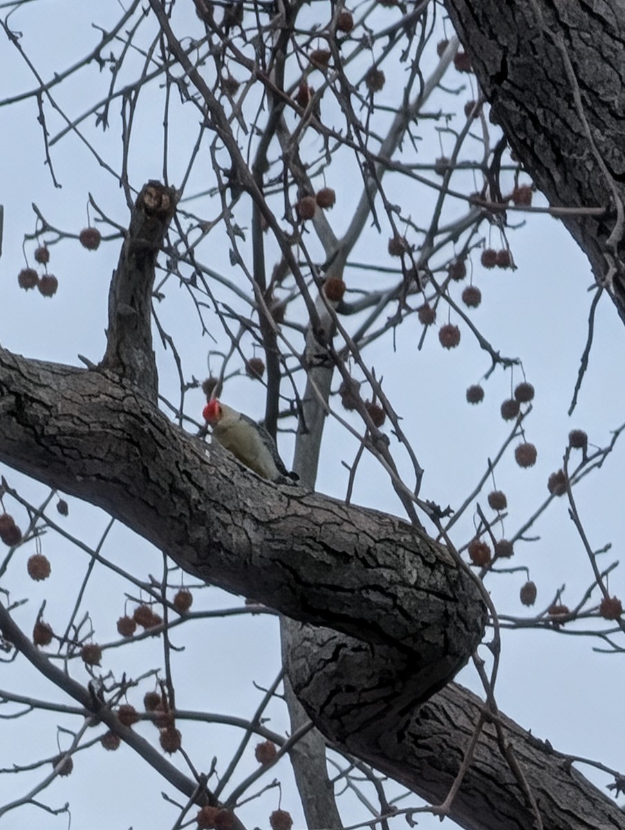 Red-bellied Woodpecker - ML646656709