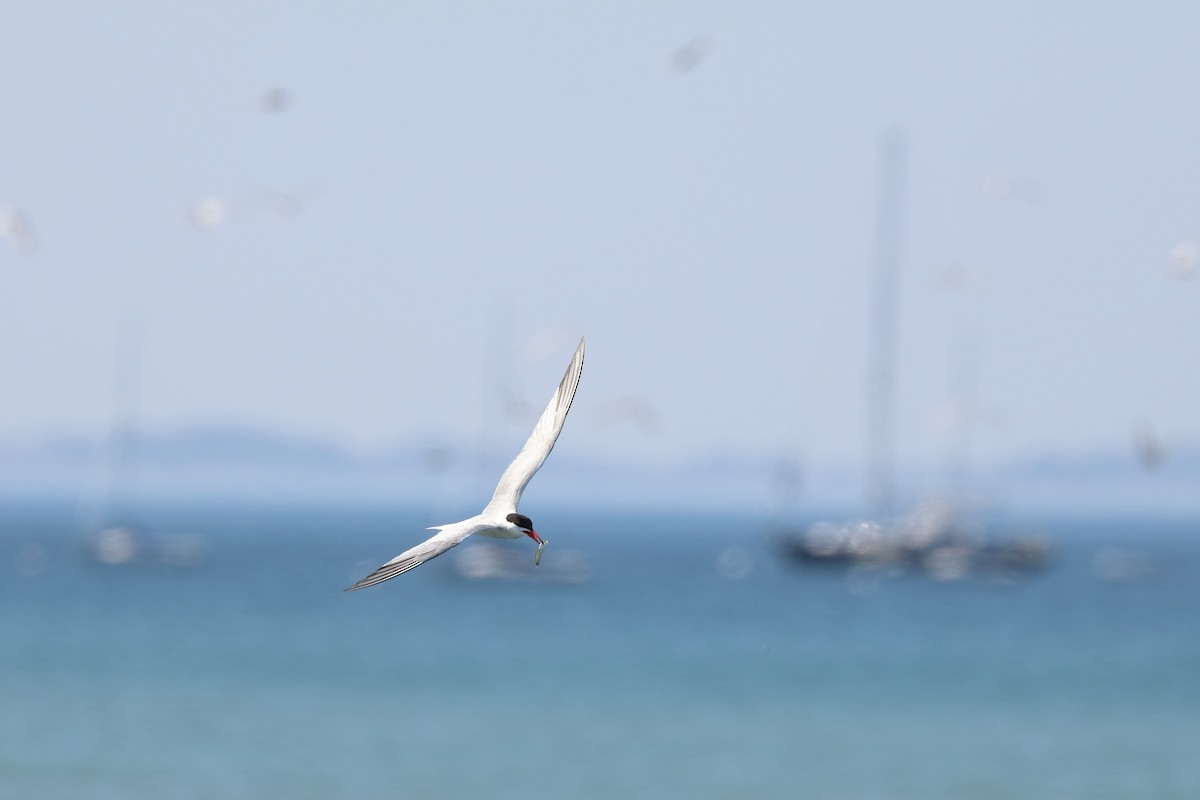 Sterna comune - ML646656711