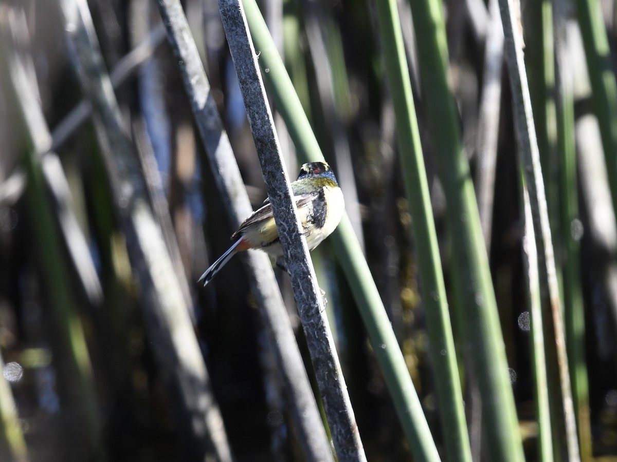 Many-colored Rush Tyrant - ML646656712