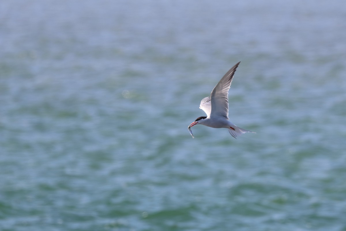 Sterna comune - ML646656725