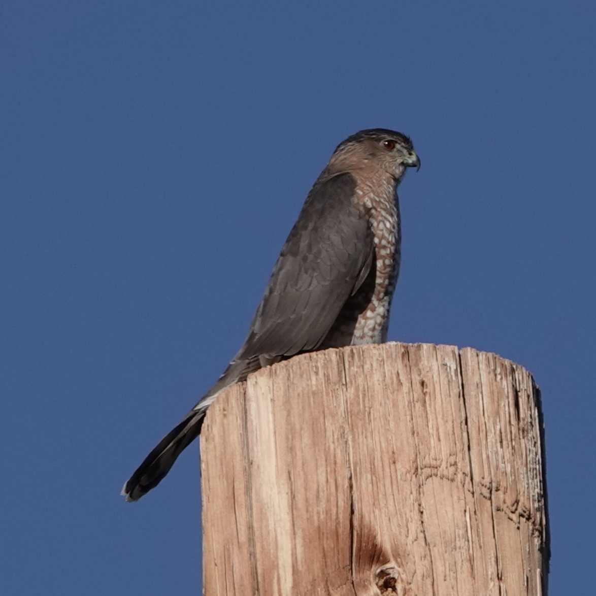 Cooper's Hawk - ML646656726