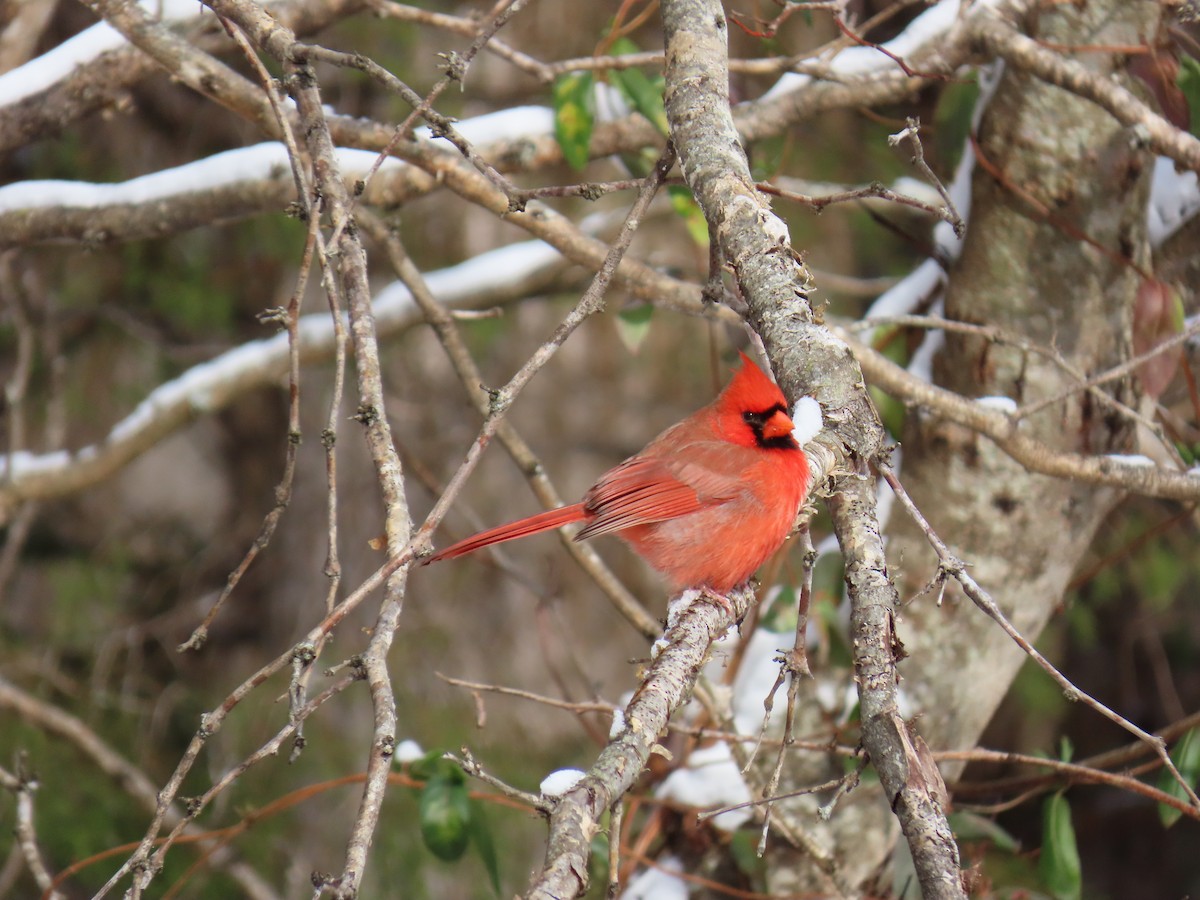 Northern Cardinal - ML646656727