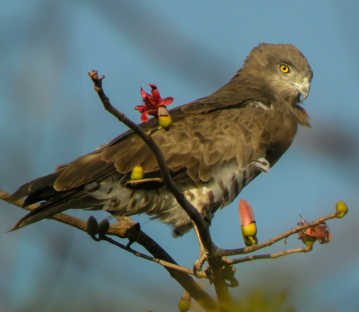 Short-toed Snake-Eagle - ML646656729