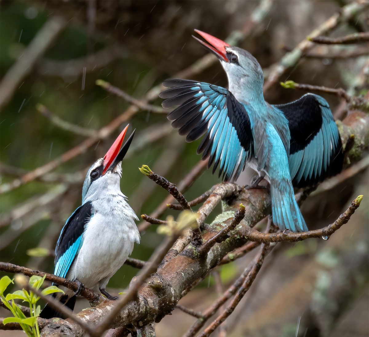 Woodland Kingfisher - ML646656730