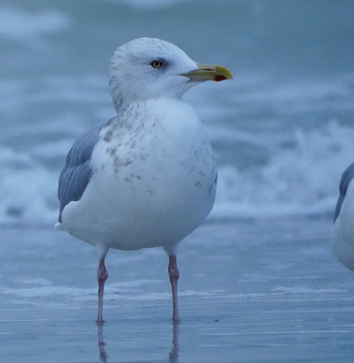 Kaio hauskara amerikarra - ML646656732