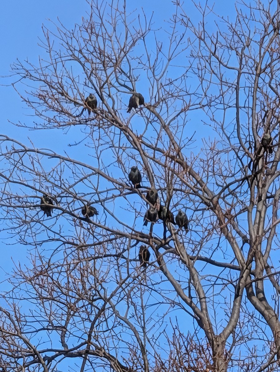 European Starling - ML646656735