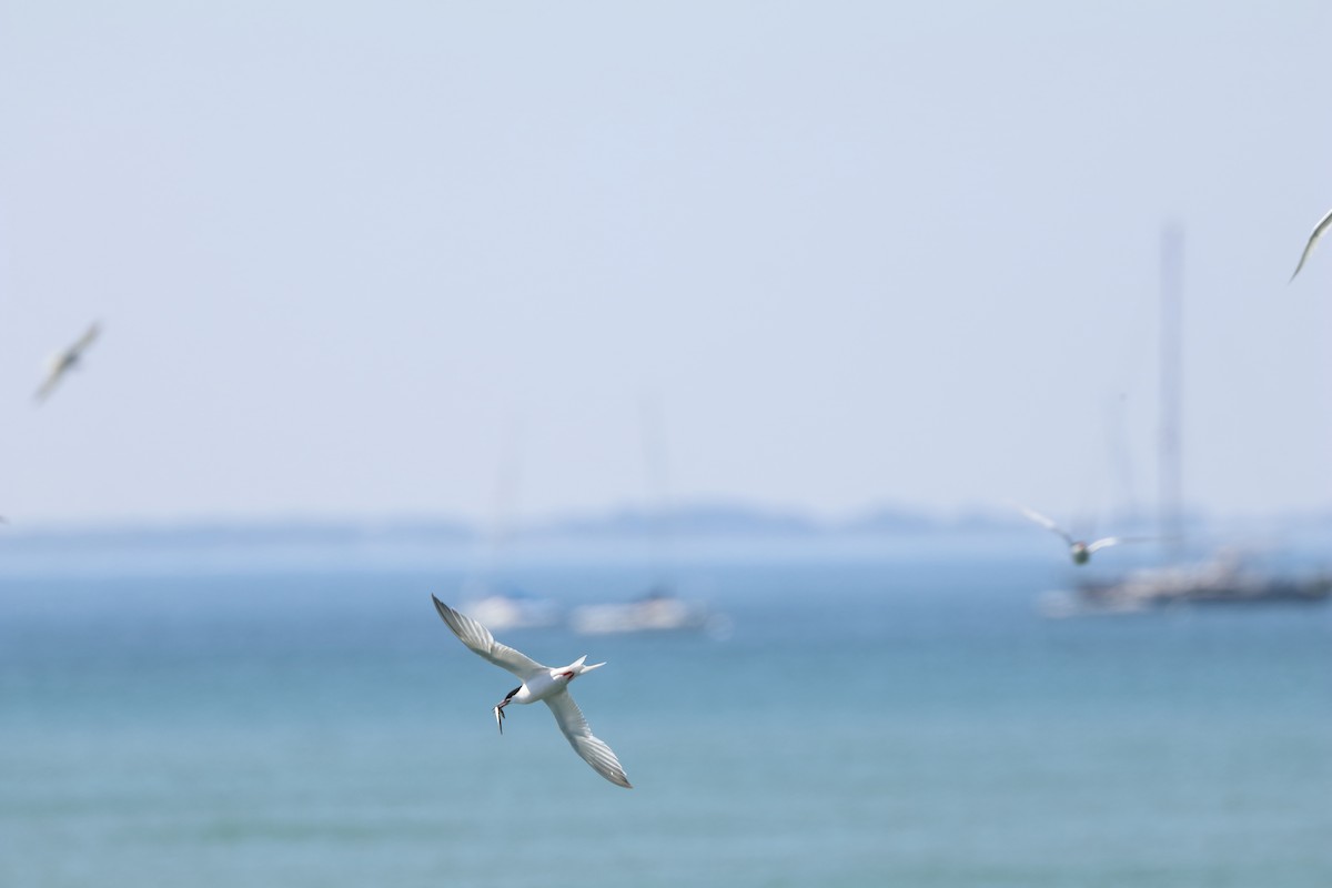 Sterna di Dougall - ML646656737