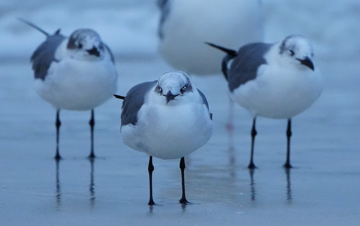 Antxeta mokogorri amerikarra - ML646656741