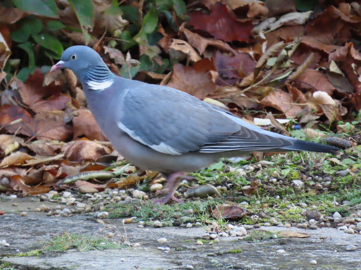 Common Wood-Pigeon - ML646656742