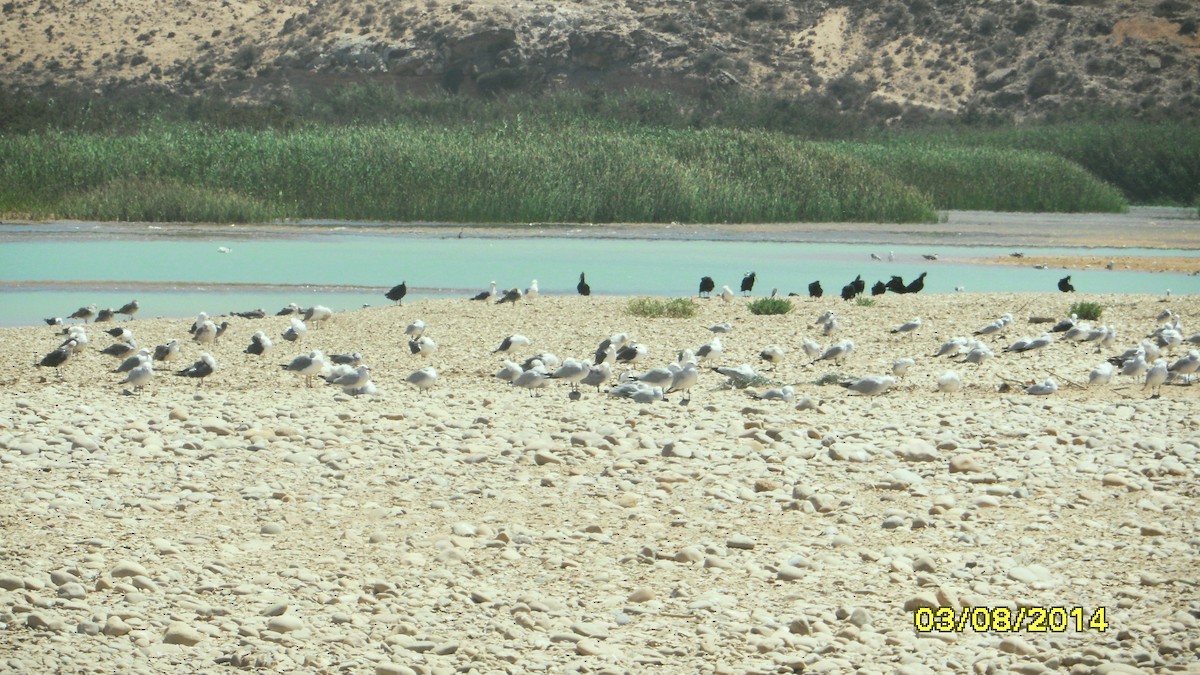 Gaviota Patiamarilla - ML646656743