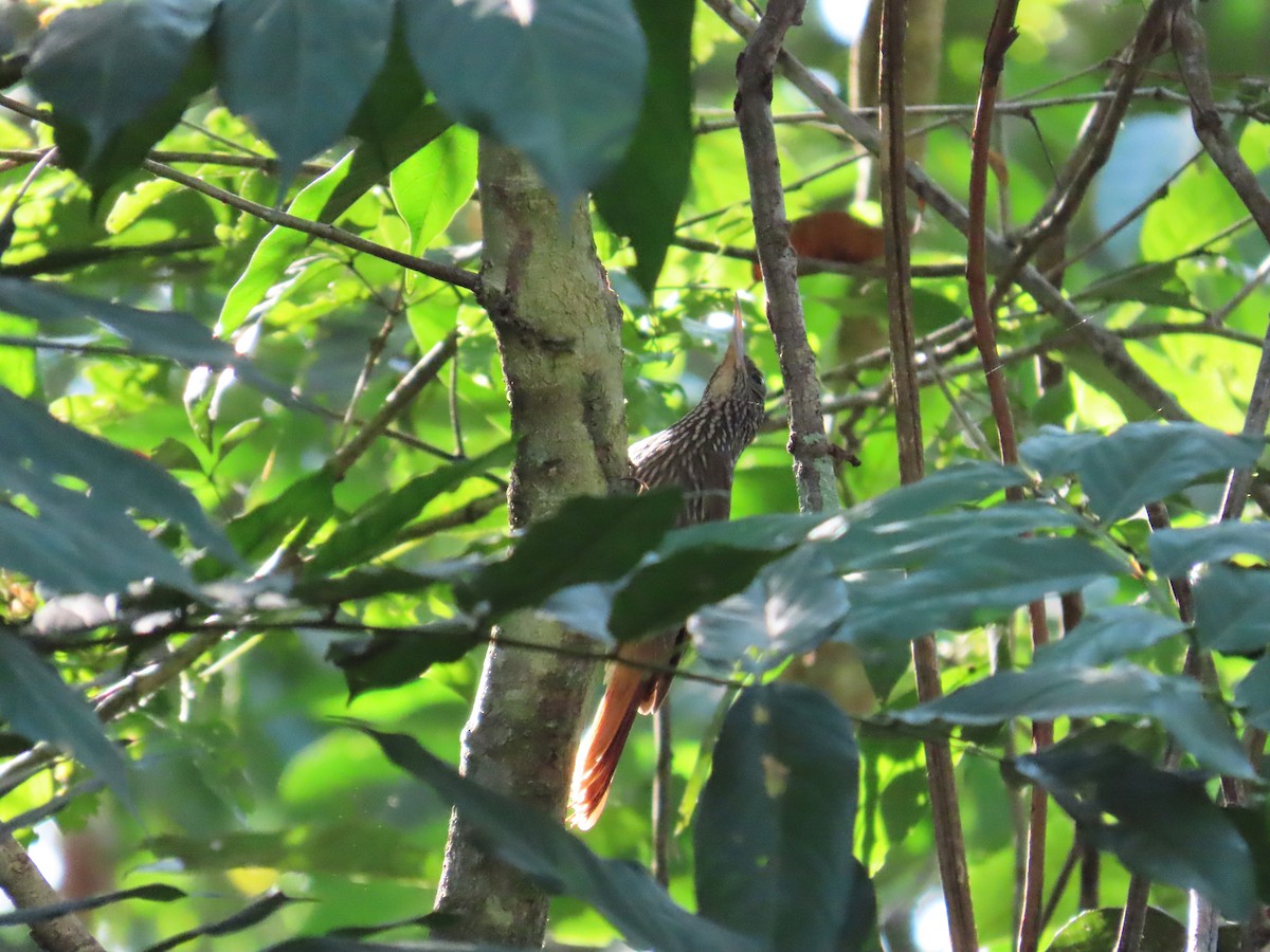 Кокоа смугастошиїй - ML646656744