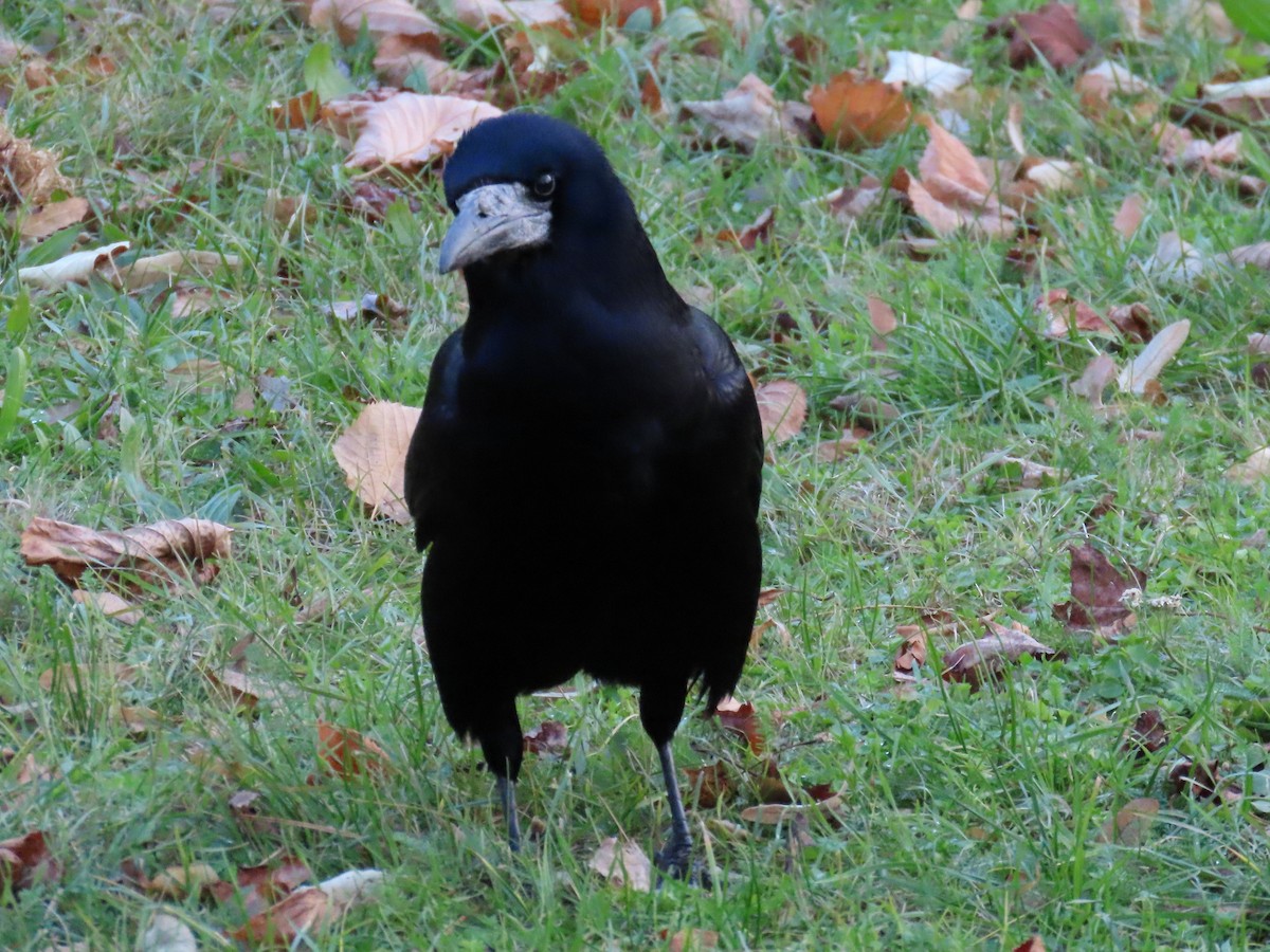 Ekin Kargası - ML646656746