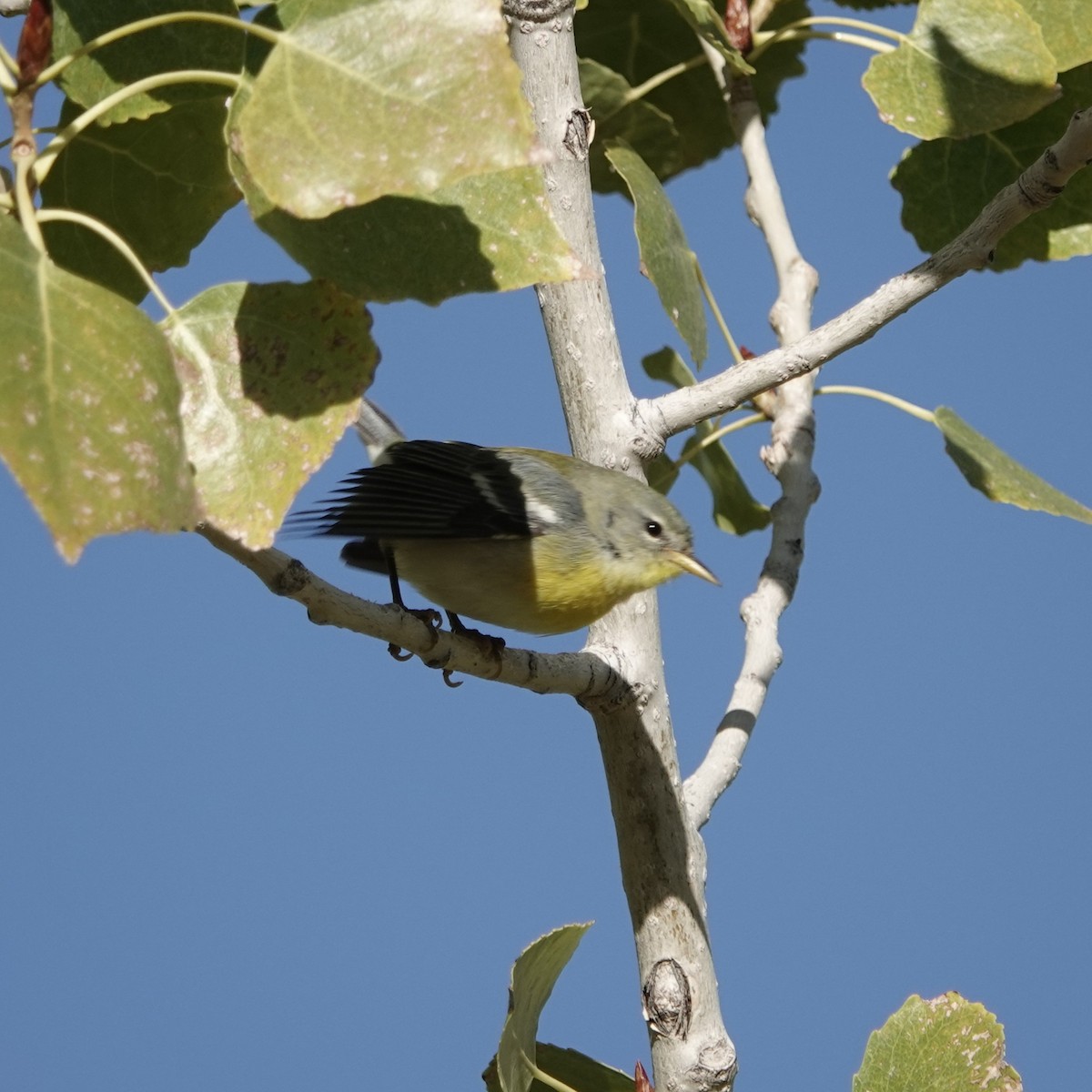 פרולה צפונית - ML646656747