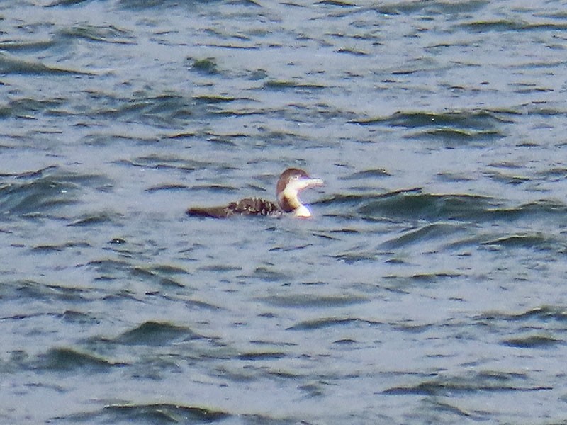 Plongeon huard - ML646656748