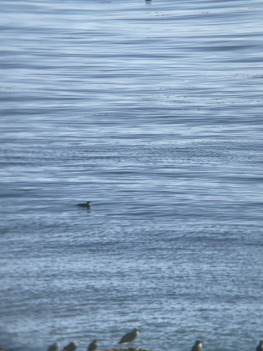 Pacific Loon - ML646656750