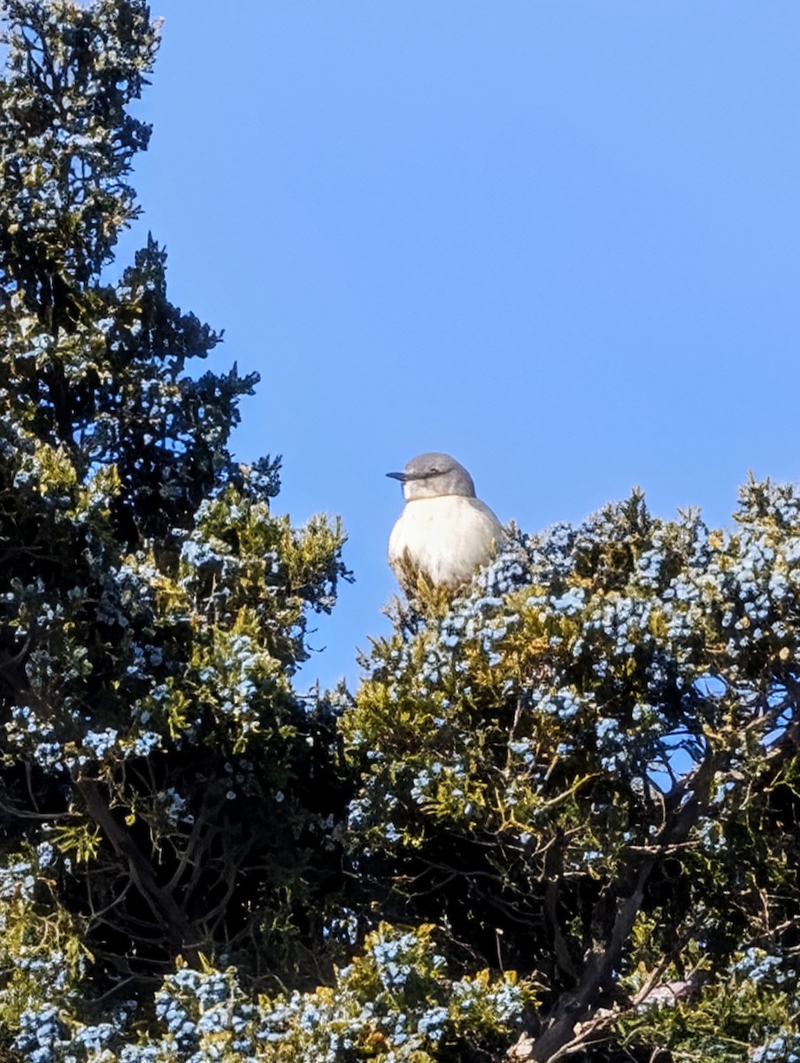 Northern Mockingbird - ML646656752