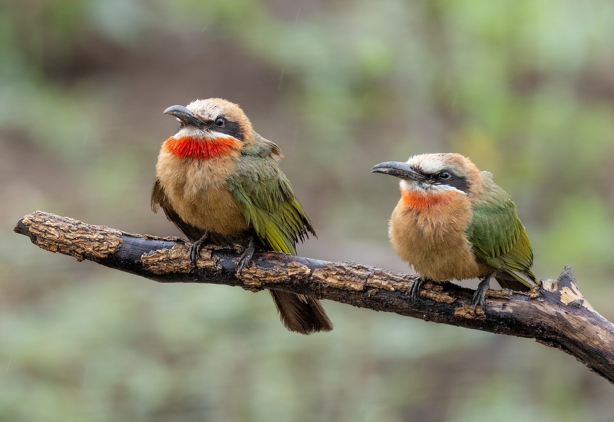 White-fronted Bee-eater - ML646656753