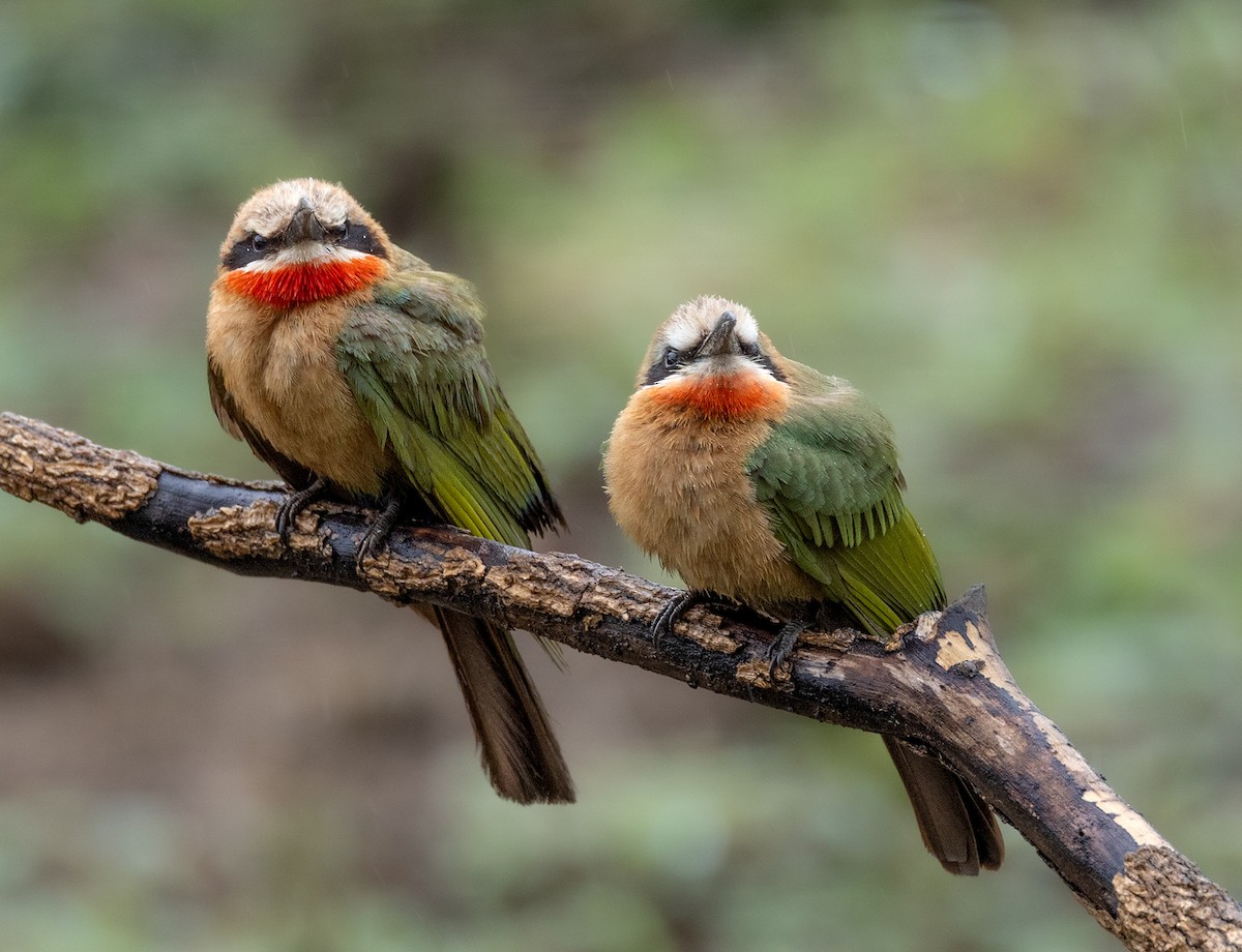 White-fronted Bee-eater - ML646656754
