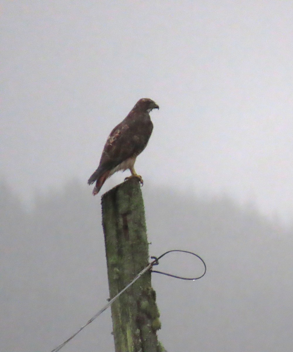 Busardo Colirrojo - ML646656756