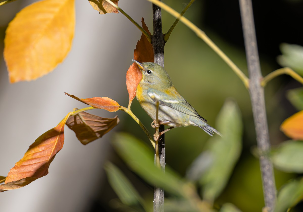 Northern Parula - ML646656757