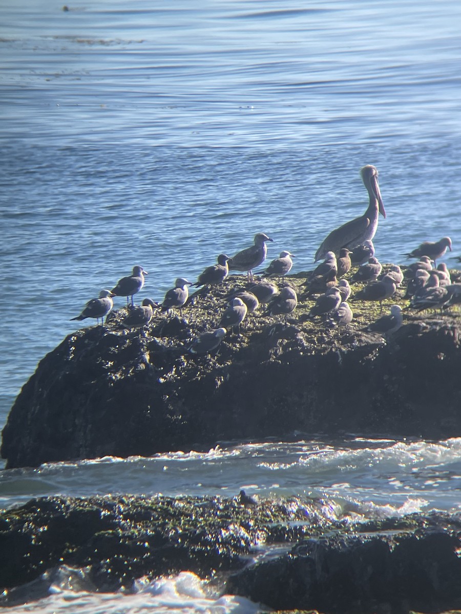 Heermann's Gull - ML646656758