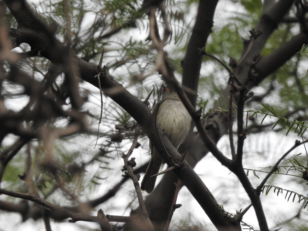 Pearly-vented Tody-Tyrant - ML646656762