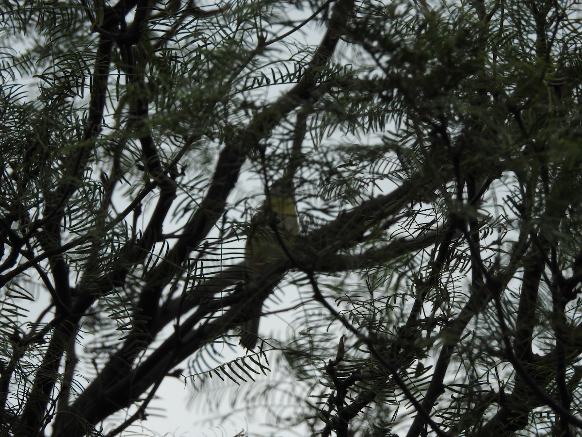 Pearly-vented Tody-Tyrant - ML646656764