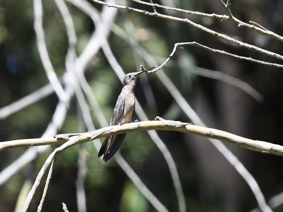 Giant Hummingbird - ML646656768