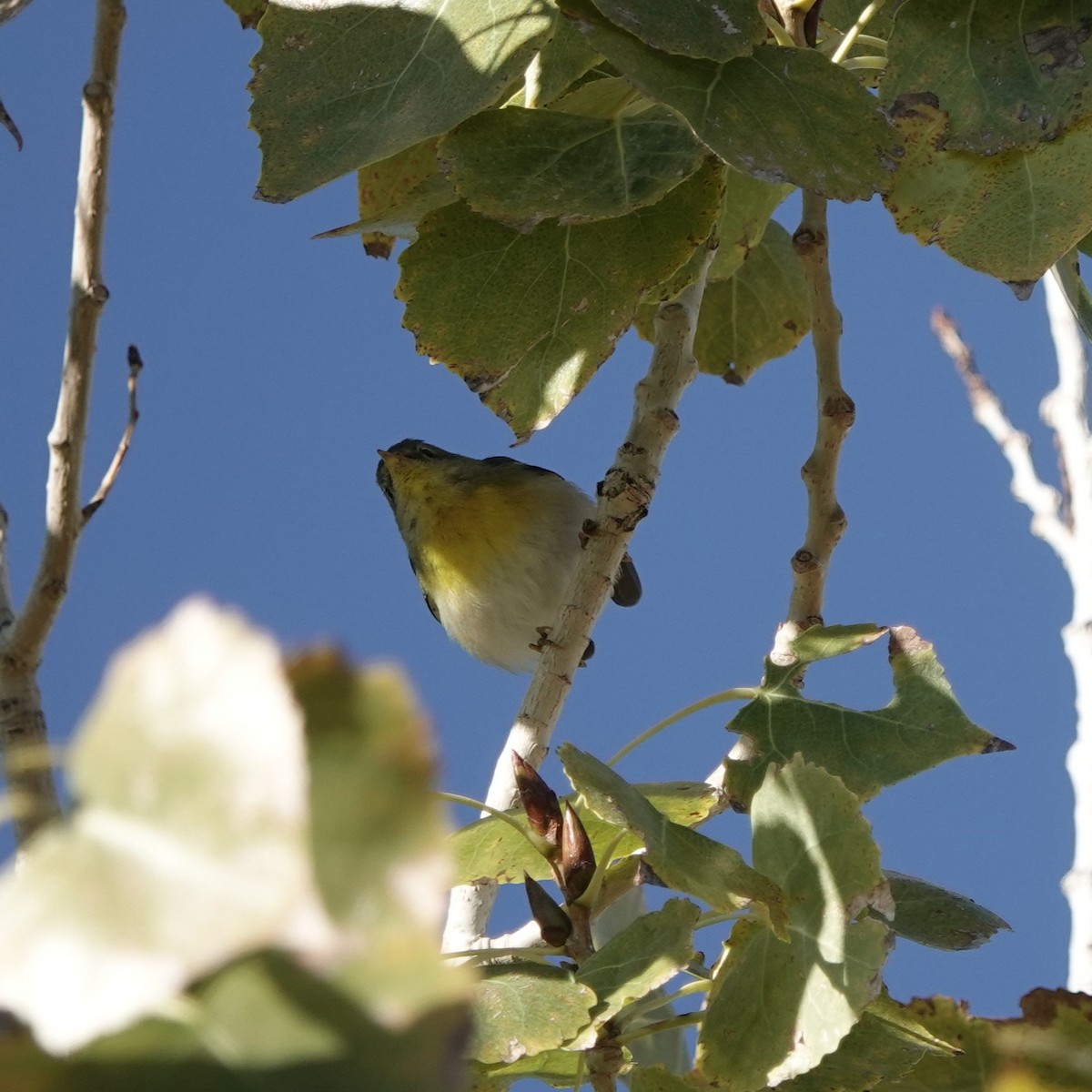 פרולה צפונית - ML646656769